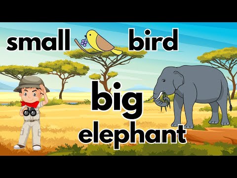Big and Small || Tall and Short || Animals for Kids