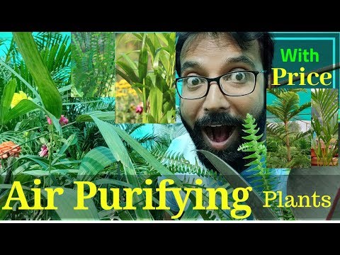 Indoor air purifying plants