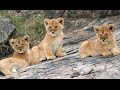 Cute, Funny and Heart-Warming Animals | Compilation Video