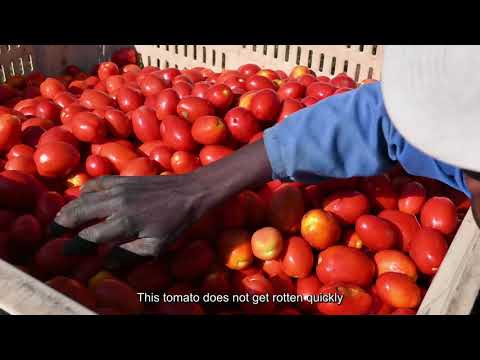 , title : 'Seed Co Tomato Pietrarossa F1 Testimonial - Concession, Mashonaland Central, Zimbabwe'