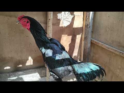 CAVÊRA SHOWS ALL THE ROOSTERS FROM HIS BREEDING FARM