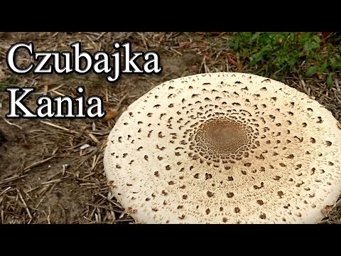 Ogrodowe pierdamony 77 - czubajka kania - grzyb schabowy