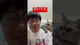 猫が人の肩に乗るだけという神
