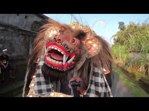 Barong Macan Ngelawang Galungan