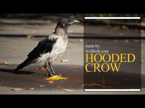 Hooded Crow [Corvus Cornix]