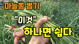 마늘쫑뽑는방법 마늘쫑 이것 하나면 쉽다 통큰 마늘 키우시려면 쫑을 뽑아줘야합니다 마늘키우기