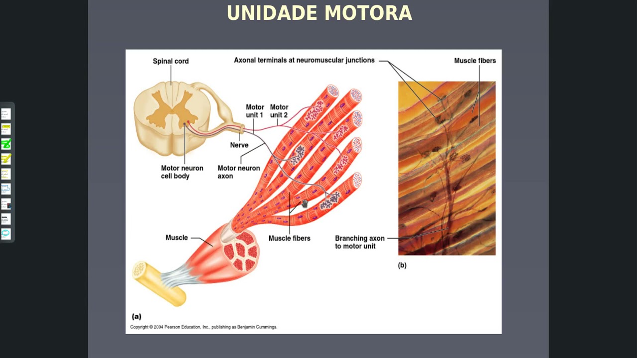 Fisiologia do Sistema Motor Somático 01