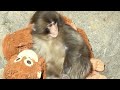 Punch Runs To His Plush Mama After Real Monkey Attacks Emotional Viral Moments