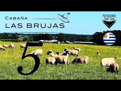 Cabaña LAS BRUJAS ( 5 )