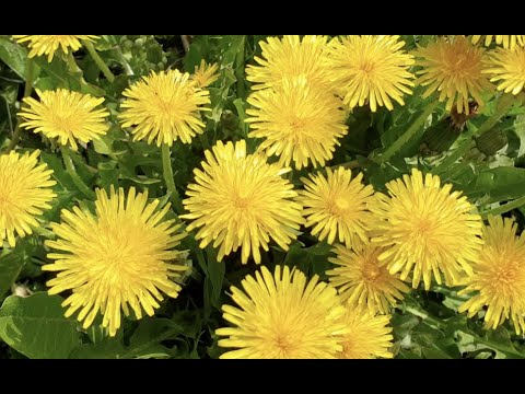 민들레와 사과꽃 구경하세요~ See dandelions and apple blossoms~ Vedi denti di leone e fiori di melo ~
