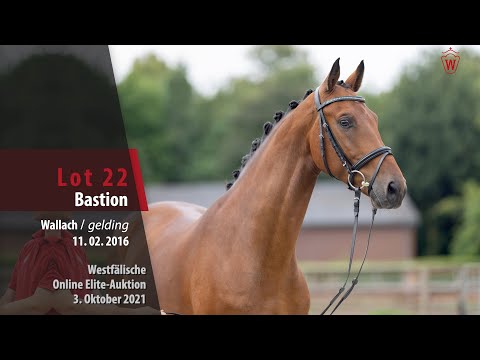 Online Elite-Auktion Lot 22 Bastion Wallach v. Borsalino - Ampere (NLD)