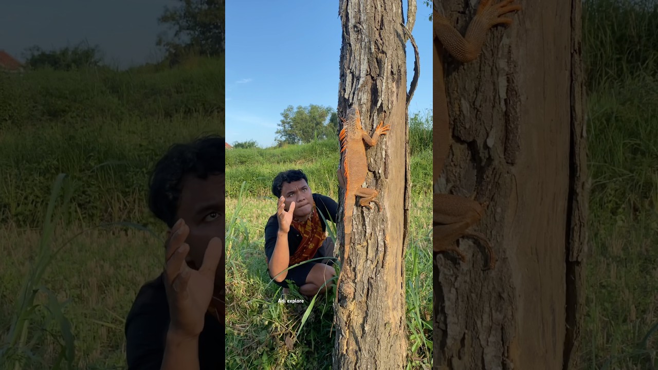 wow there is a really big iguana