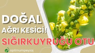 DOĞAL AĞRI KESİCİ - ÖDEM ATTIRICI / SIĞIRKUYRUĞU OTU NEDİR? NASIL KULLANILIR?