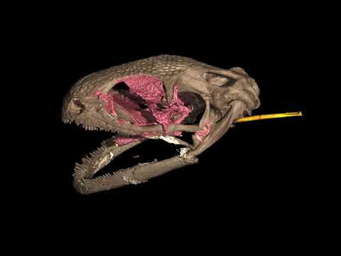 CT Scan of the new species of extant amphibian Yaksha perettii