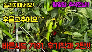 후물고추 7191 후기착과!!  정말 좋은 고추 종자 소개!!! 고추 농사 잘 짓는 법 대공개!!