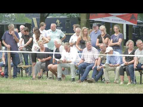 Fokdag &quot;Het Friesche Paard Twente-Achterhoek&quot;