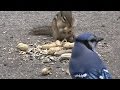 Chipmunks And Friends Eating Peanuts