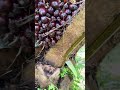 Ketajamannya Bikin Pemanen Sawit Melongo