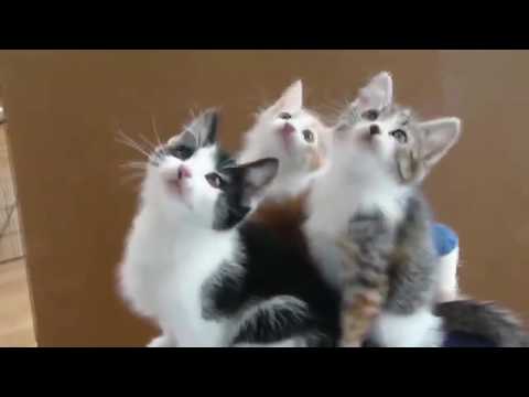 funny cats videos 2020