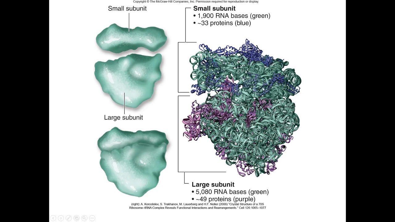 Lecture 10 Quiz Review