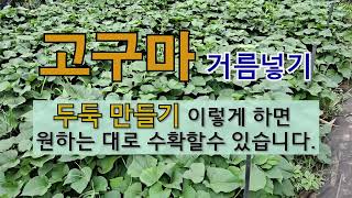고구마 거름 넣기 두둑 만들기 이렇게 하면 원하는 대로 수확할 수 있습니다. #주말농장 #고구마 가꾸기 #필…