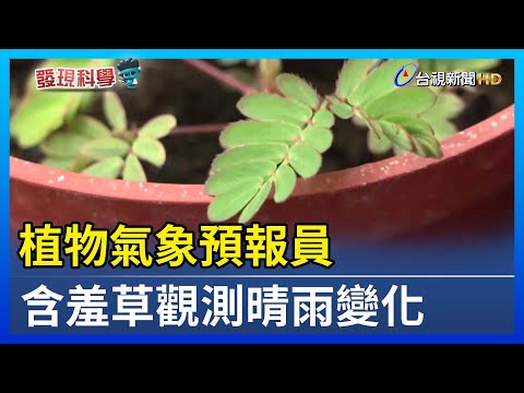怕羞草開花風水