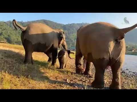Introduce Baby Elephant Wan Mai First Time To River  - EleFlix