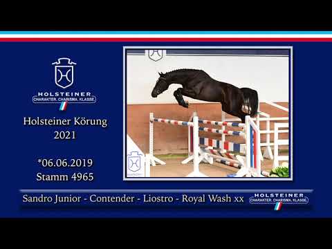 Holsteiner Körlot 2021 | Nr. 57 v. Sandro Junior - Contender - Liostro - Royal Wash xx