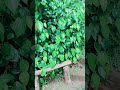 බුලත් වාගාව Bulath Vagava