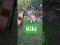 Kiki With The Sunset Dog Sunset Viral