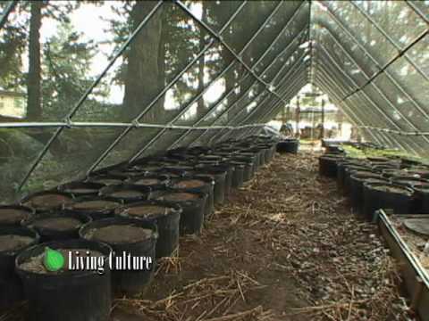 download lagu mp3 mp4 Oregon Mushroom Company, download lagu Oregon Mushroom Company gratis, unduh video klip Oregon Mushroom Company