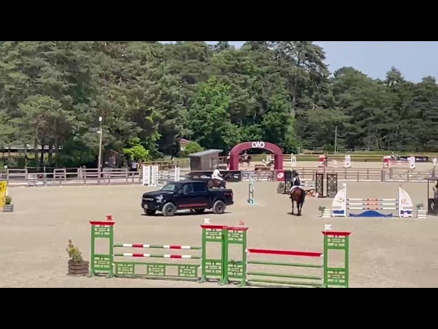 cheval hongre 6ans CSO
