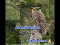 Devil Birds Sound In Sri Lankan අහලා නැත්තන් අහන්න උලමාග�