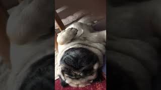 これより可愛い犬見たことありますか?#犬#パグ#動物#しつけ#癒し#dog#pug