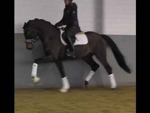 SOLD 2014 Hanoverian stallion by Franziskus great mover just started ! www.sporthorses-online.com