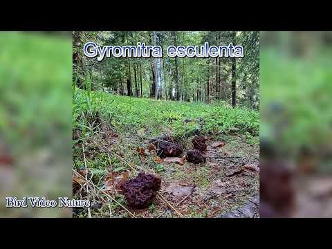 Identificazione fungo Giromitra esculenta d'alta quota fungo tossico velenoso !!