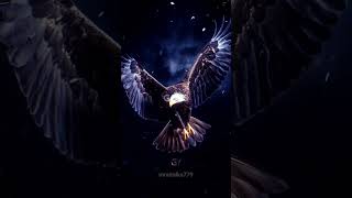 CROW JUST KILLED EAGLE 🦅