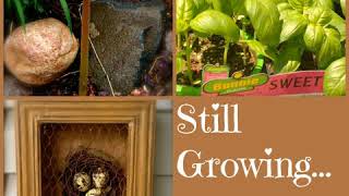 SG587: Top Tomato Picks by Epic Tomato Author Craig LeHoullier