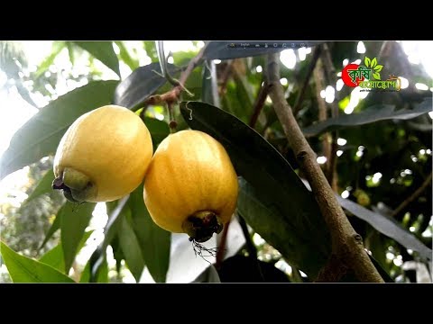গোলাপ জাম(Gulab jamun)- যে ফল থেকে বের হয় গোলাপের সুবাস