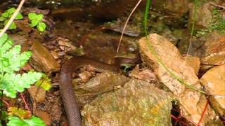 preview picture of video 'Himalayan keelback (Amphiesma platyceps)'