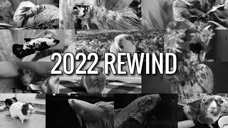 2022 Rewind || Little Kingdom