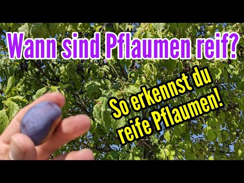 Wann Pflaumen ernten? So erkennst du ob Pflaumen und Zwetschgen reif für die Ernte sind!