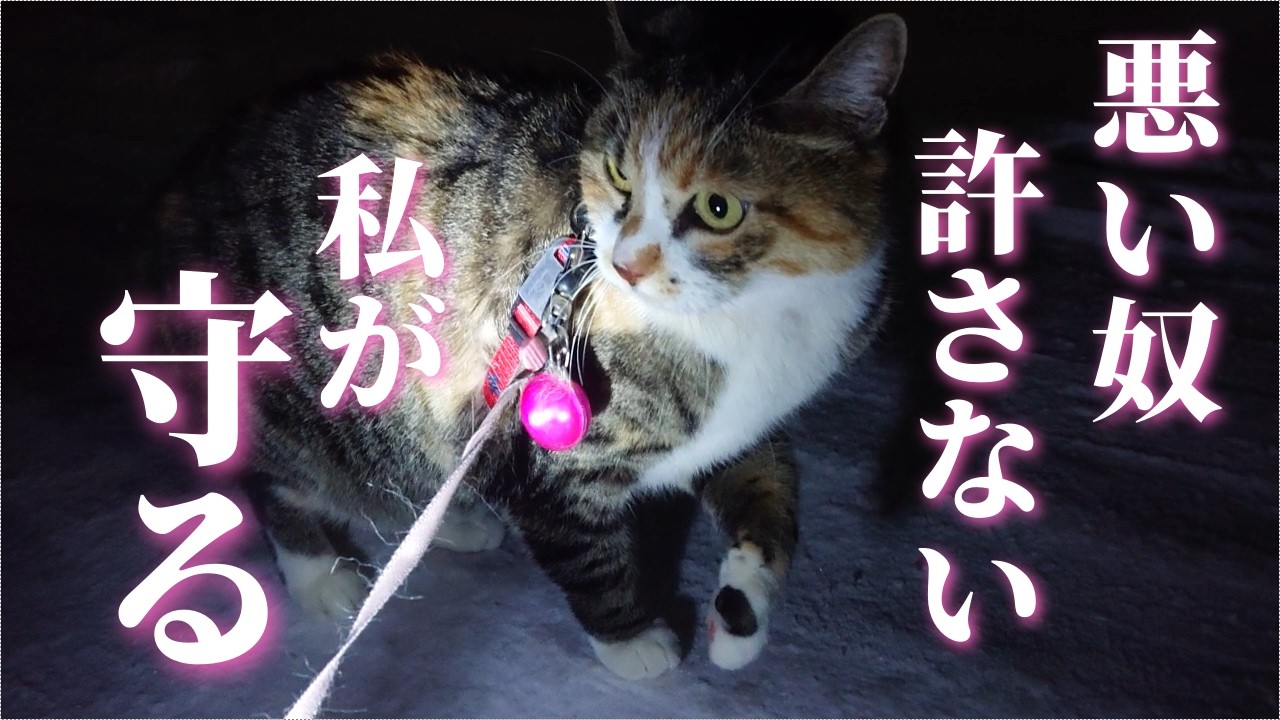 雪の中で震えている子猫や、飢えている猫を探している時に遭遇した危険な奴！