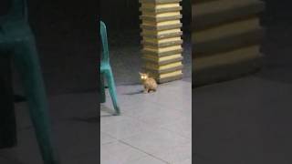 Download lagu Anak kucing kerasukan jin Islam #kucing #shorts mp3