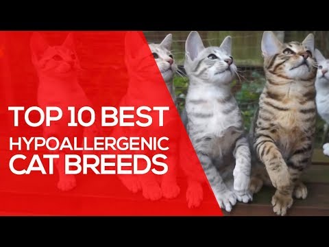 Top 10 Best Hypoallergenic Cat Breeds