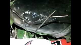 【ニコニコ鯉釣りダービー】藻煮たが本気になった！７７ｃｍの・・釣る
