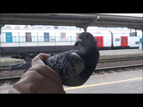 , title : 'Gewonde Franse duif gaan ophalen in Kortrijk met de trein'