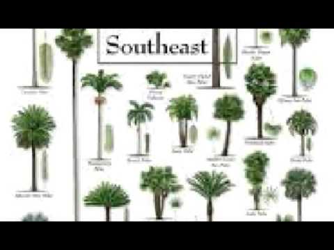2 Easy Ways To Identify Palm Trees With Pictures 2 Easy Ways To Identify Palm Trees