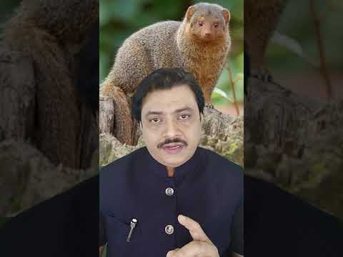 मुंगूस पाहिले...? बघा मग काय होईल | Mongoose | fact of mongoose | नेवला | #Shorts