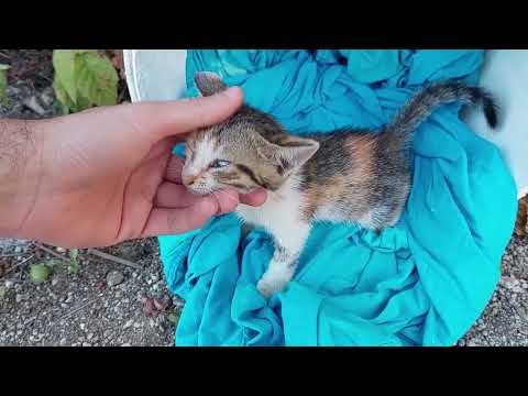 Just found this little poor kitty.. I think she got lost from her mother 😥